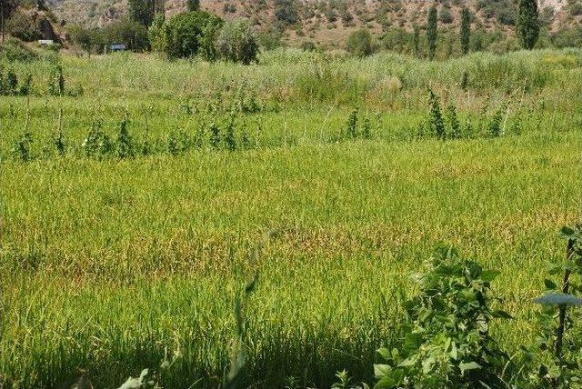 Tosya Pirinci Hastalık Tehlikesi İle Karşı Karşıya