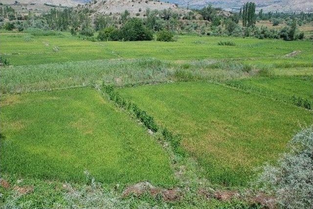 Tosya Pirinci Hastalık Tehlikesi İle Karşı Karşıya