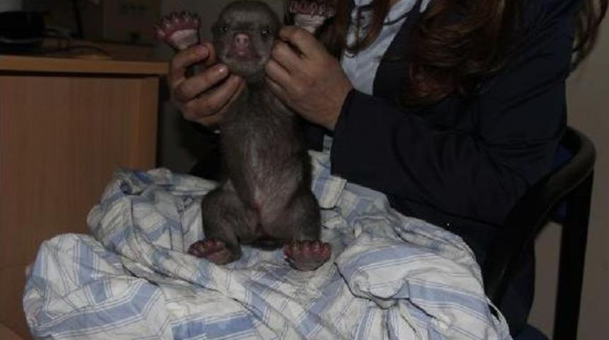 Donmak &Uuml;zere Bulunan Yavru Ayı 'remzi' 3 Yaşında Oldu