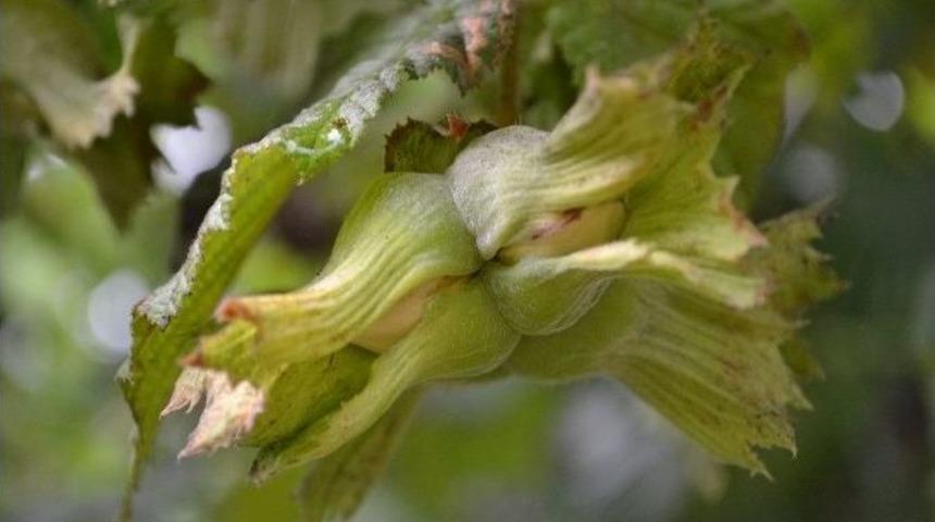 Fındıktan 5 Yılda 9.9 Milyar Dolar Gelir