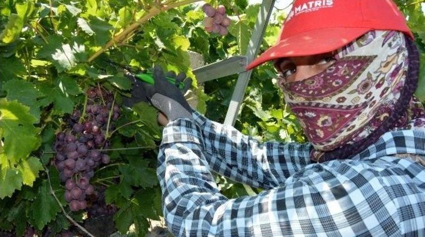 Türkiye’nin En Erkenci Üzümü İçin Çalışılıyor