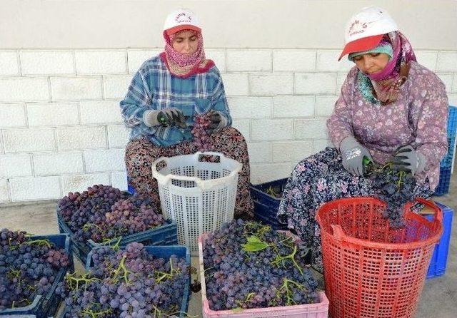 Türkiye’nin En Erkenci Üzümü İçin Çalışılıyor