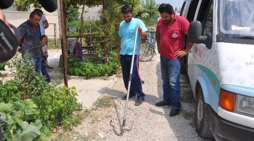 Havalar Isındı, Yılanlar Şehre İndi