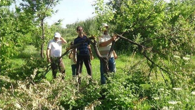 Ayı Saldırısı Bu Hale Getirdi