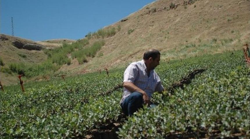 Siirt&rsquo;in İkinci B&uuml;y&uuml;k Serası Kuruluyor