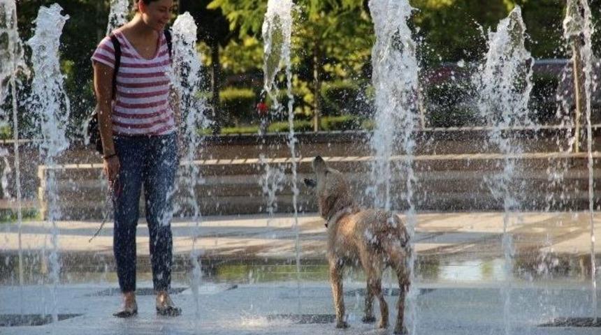 Sıcaktan Bunalan K&ouml;pek Su Fıskiyesinde Serinledi