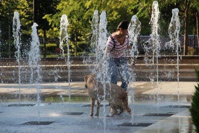 Sıcaktan Bunalan Köpek Su Fıskiyesinde Serinledi