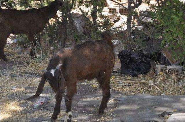 Tarihi Kale Restorasyon Olmayı Bekliyor