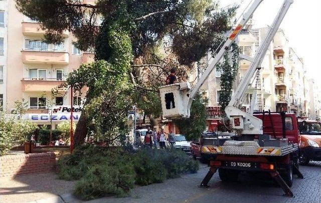 Çam Ağacının Kırılan Dalı Altından Geçen Aileyi Korkuttu