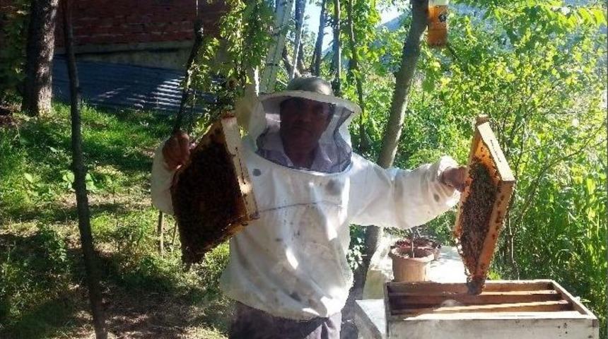 Arılara &Ccedil;iftetelli Dinletiyor