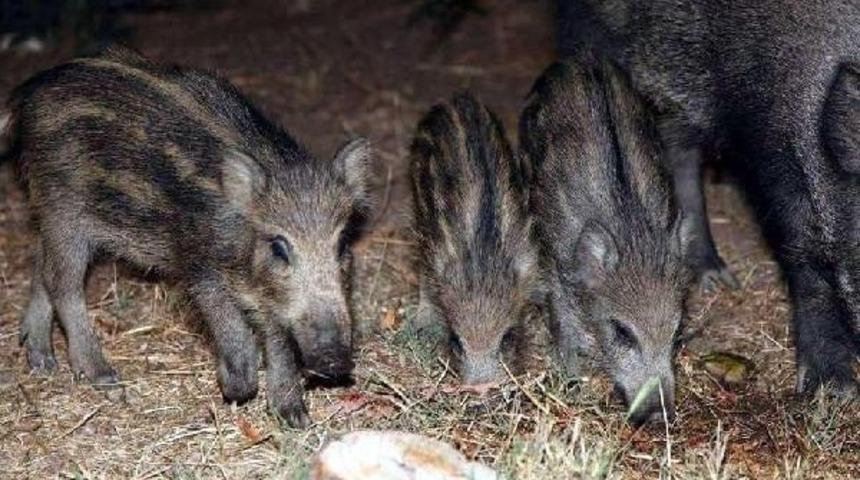 A&ccedil; Kalan Yabani Domuzlara Vatandaşlar Yiyecek Verdi