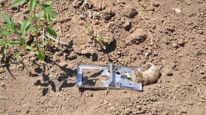 Tarla Fareleri Denizlili &Ccedil;ift&ccedil;inin Kabusu Oldu