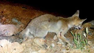 Yaralı Tilki Korumaya Alındı