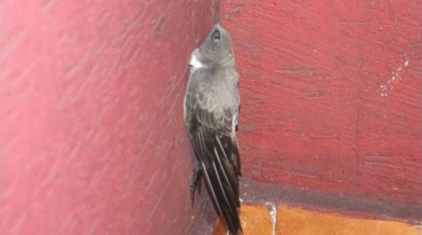 Balkona Konan Ebabil Kuşu Gitmek İstemiyor