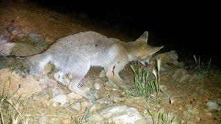 Yaralı Tilki Yaşam Mücadelesi Veriyor