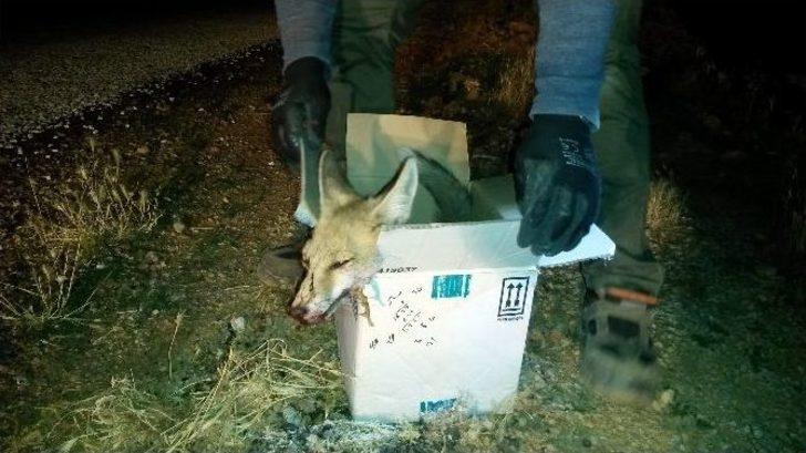 Yaralı Tilki Yaşam Mücadelesi Veriyor G1