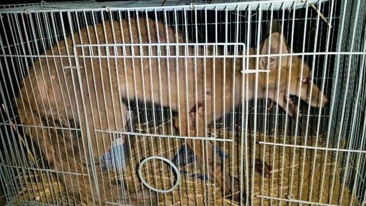 Yaralı Tilki Yaşam Mücadelesi Veriyor G2