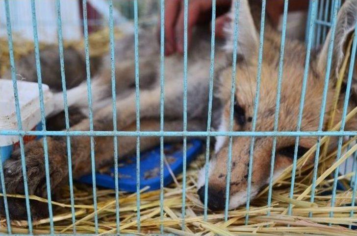 Yaralı Tilki Yaşam Mücadelesi Veriyor G3