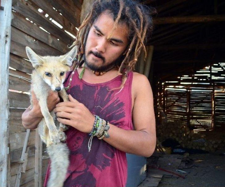 Yaralı Tilki Yaşam Mücadelesi Veriyor G4