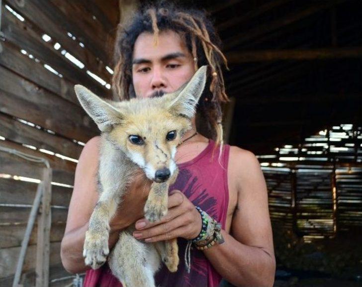 Yaralı Tilki Yaşam Mücadelesi Veriyor G5