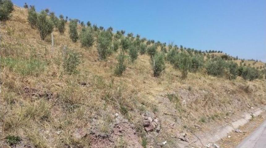 Kocaeli&rsquo;de 45 Bin Zeytin Fidanı Dikildi