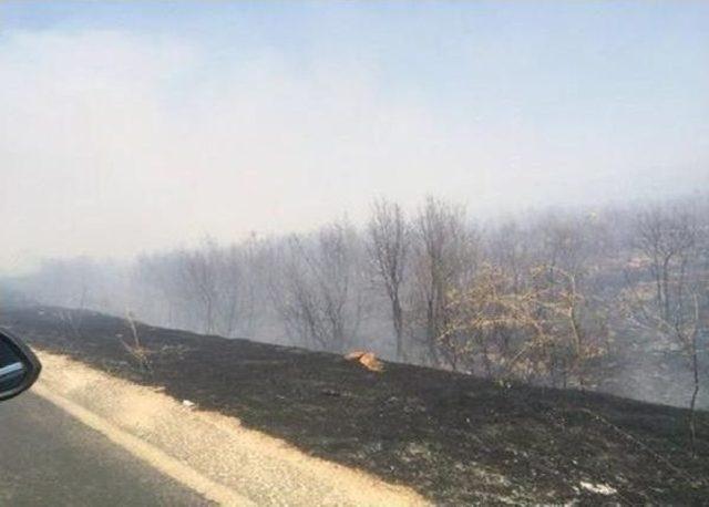 Lice'deki Yangına Müdahale Sürüyor