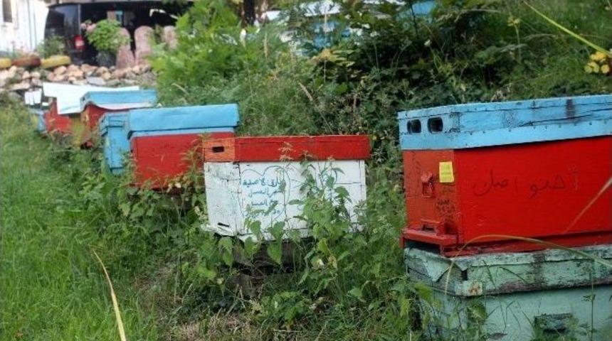 (özel Haber) Bursa Kestane Balı Arap Turistlerin Gözdesi