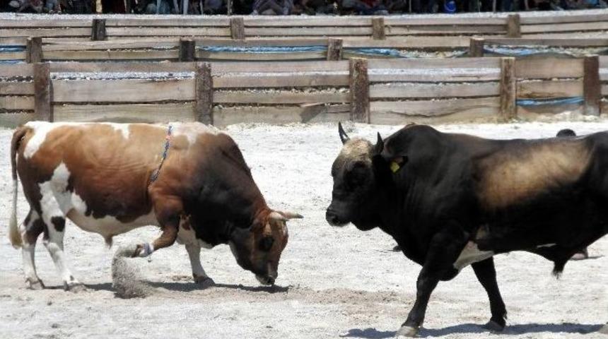 Germencik&rsquo;te Boğalar &Ouml;ğrenciler İ&ccedil;in G&uuml;reşti