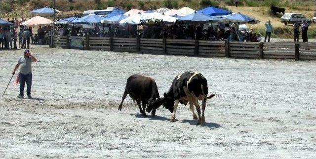 Germencik’te Boğalar Öğrenciler İçin Güreşti