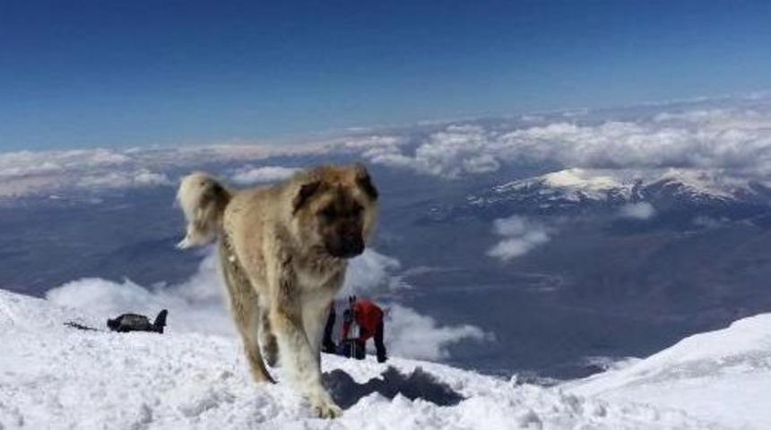 Ağrı Dağı'nın 'lord'u