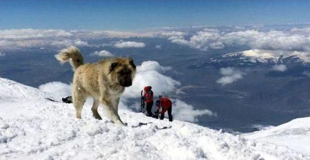 Ağrı Dağı'nın 'lord'u