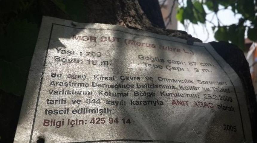 Bu Konak Sanat Kokuyor