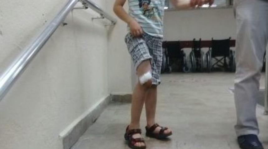 Başıboş K&ouml;pekler Tehlike Sa&ccedil;ıyor