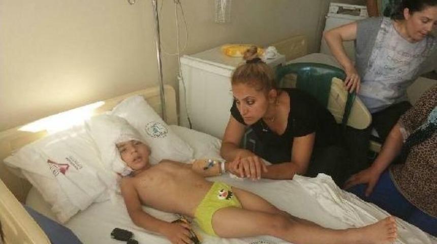 Kerem'in Kulağını Koparan K&ouml;peğin Sahibi Aranıyor