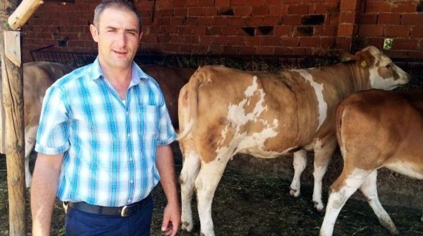 K&uuml;tahya&rsquo;da Gebe D&uuml;ve Dağıtımı