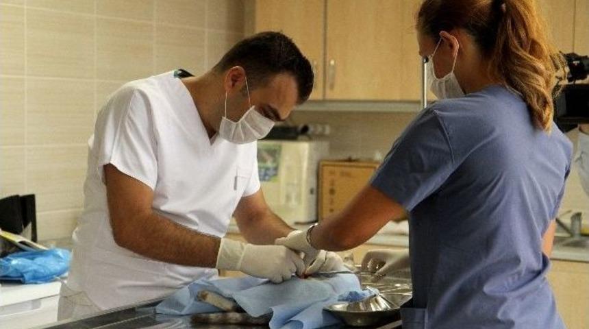 Karşıyaka&rsquo;da 300 Kedi Kısırlaştırıldı