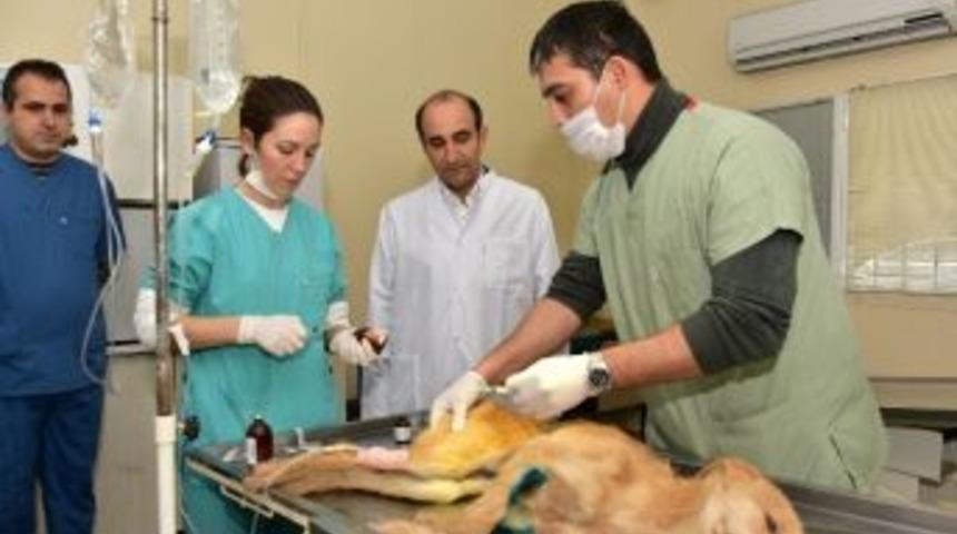 Yıldırım Sokak Hayvanlarına Sahip &Ccedil;ıkıyor