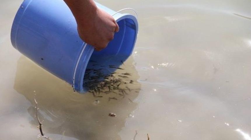 Yavru Balıklar G&ouml;letlere Bırakıldı
