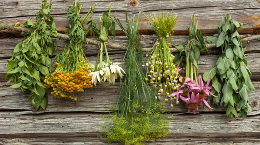 Hangi bitki neye iyi geliyor? 