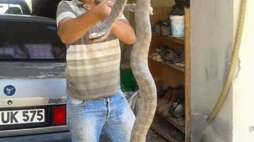 Gazipaşa&rsquo;da Devasa Yılanlar Korkutuyor