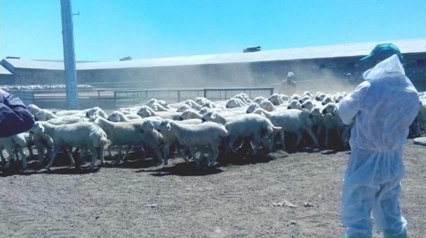 Damızlık Ko&ccedil;lar Dağıtıldı