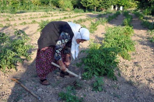 103 Yaşındaki Fatma Nine'nin Sırrı Organik Beslenme