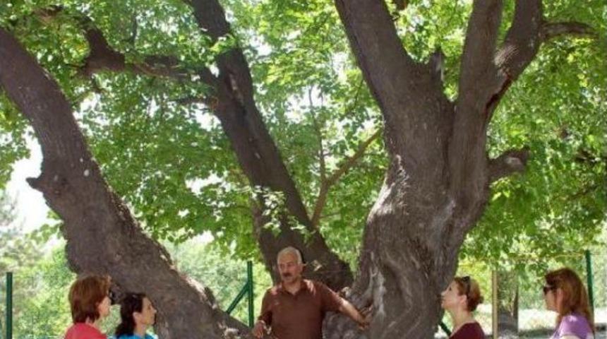 Başkan &Ouml;zsoy: Kesilen Anıt Ağa&ccedil; &Ouml;mr&uuml;n&uuml; Tamamlamıştı