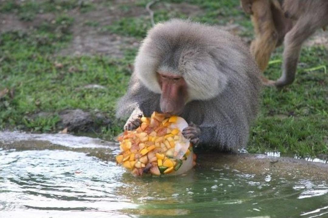 (&ouml;zel Haber) 40 Derecede Bunalan Hayvanlara Hortumlu Serinlik...