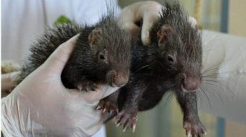 Hem Dikenli Hem Sevimliler