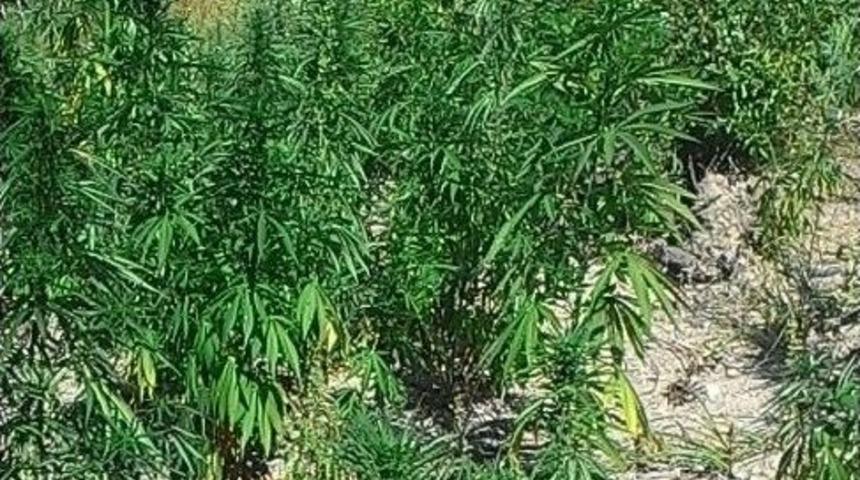 G&ouml;lpazarı&rsquo;nda Hint Keneviri Operasyonu