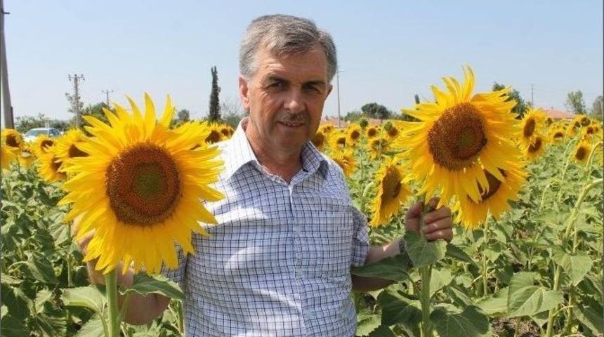 Manyas&rsquo;ta Ay&ccedil;i&ccedil;eği Ekim Alanları Arttı