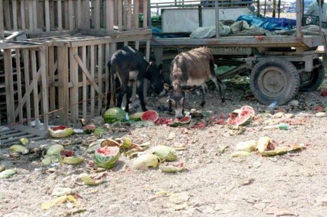 Karacabey’De Karpuz Üreticileri Alıcı Bulamıyor