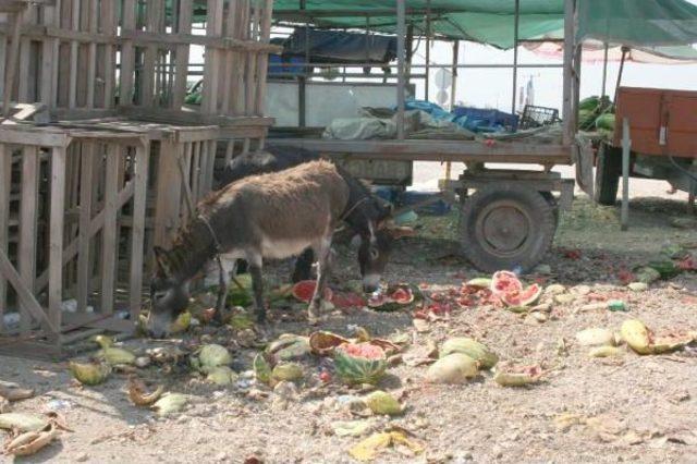 Karacabey’De Karpuz Üreticileri Alıcı Bulamıyor