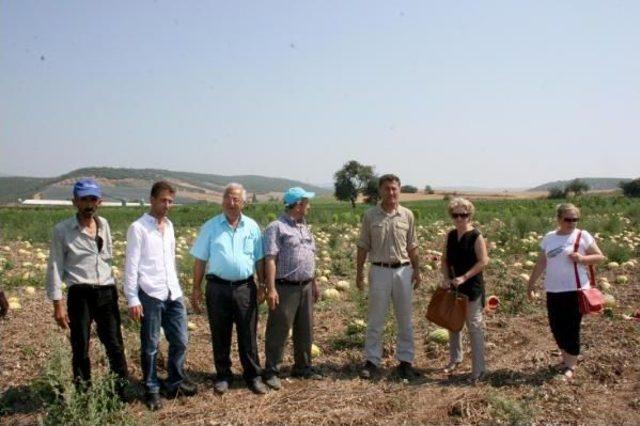 Karacabey’De Karpuz Üreticileri Alıcı Bulamıyor